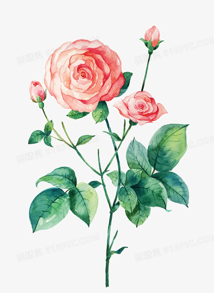 手绘玫瑰月季女装背景图案