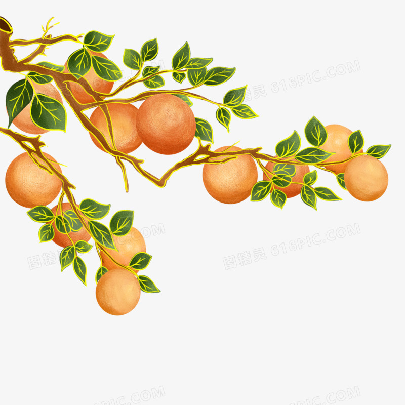 手绘国潮风橘子树枝免抠元素