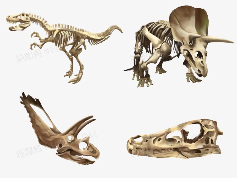 一组手绘插画写实风恐龙化石素材