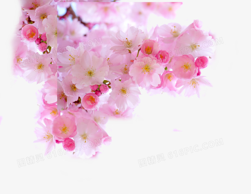 浪漫粉色樱花花朵