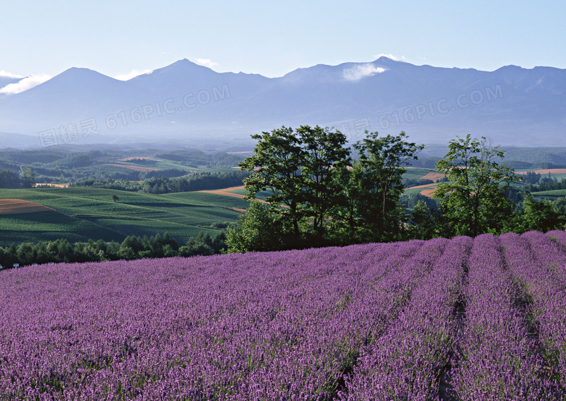 蓝天薰衣草花园田野