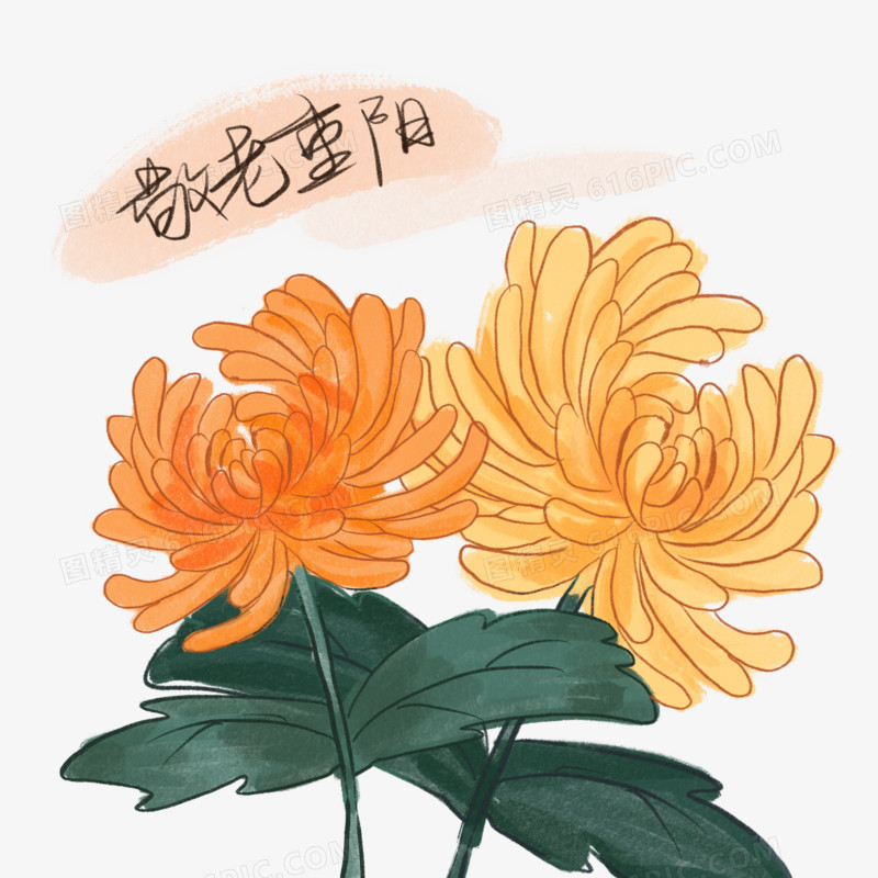 手绘重阳节菊花免抠元素