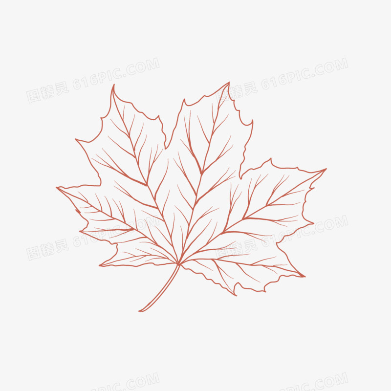 秋天红色枫叶线描素材