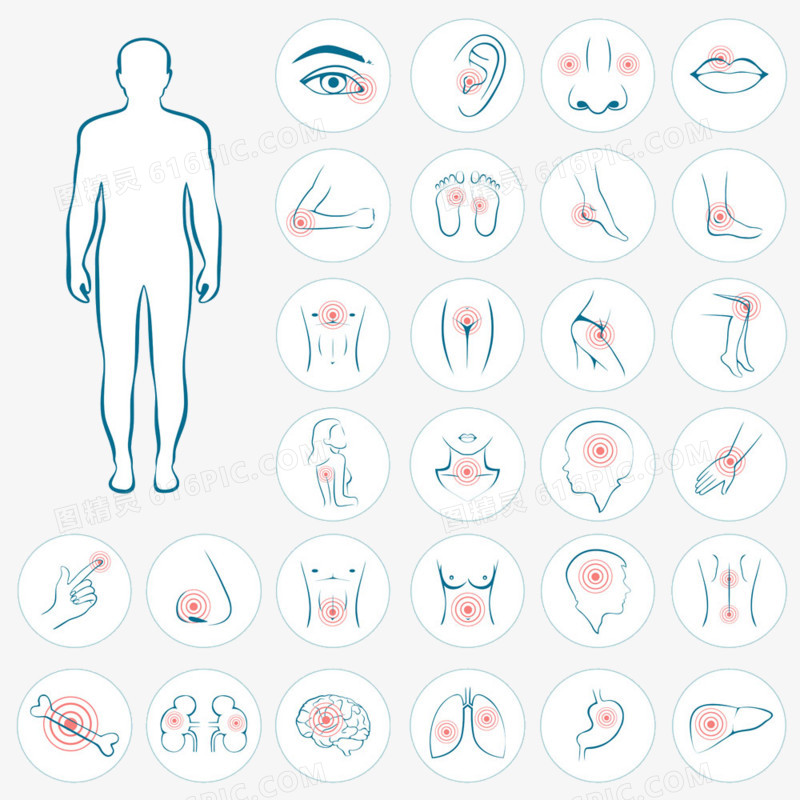 人体器官图标