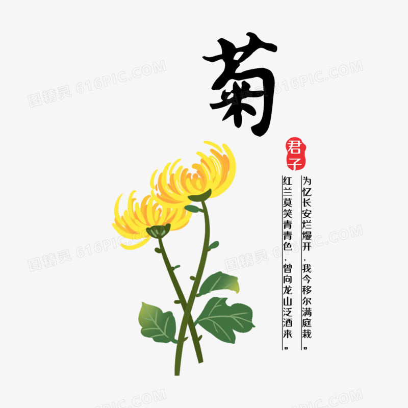 一组手绘中国风梅兰竹菊花卉组合元素之菊花