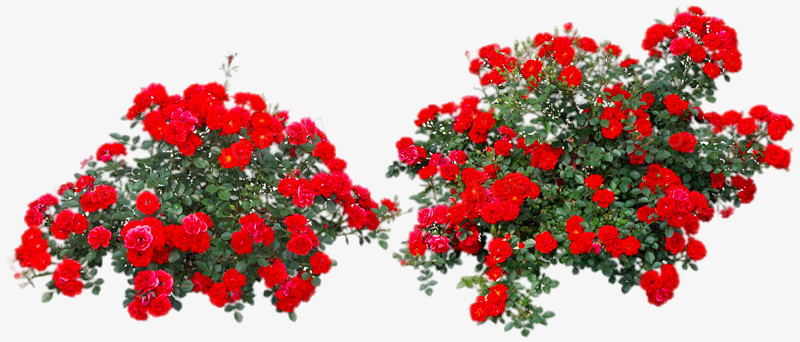 红色玫瑰花丛