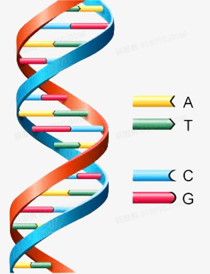 双螺旋基因链