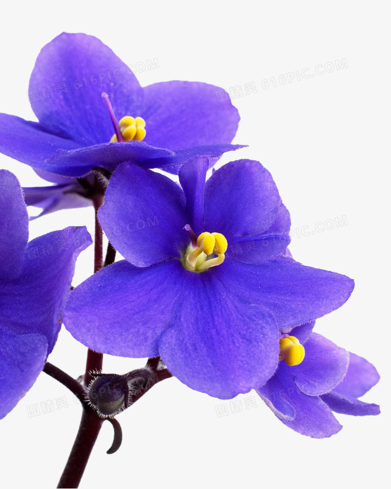 关键词:              花卉蓝色非洲紫罗兰春天免抠