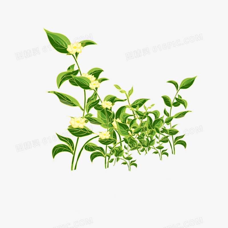 手绘免抠茉莉花茶元素