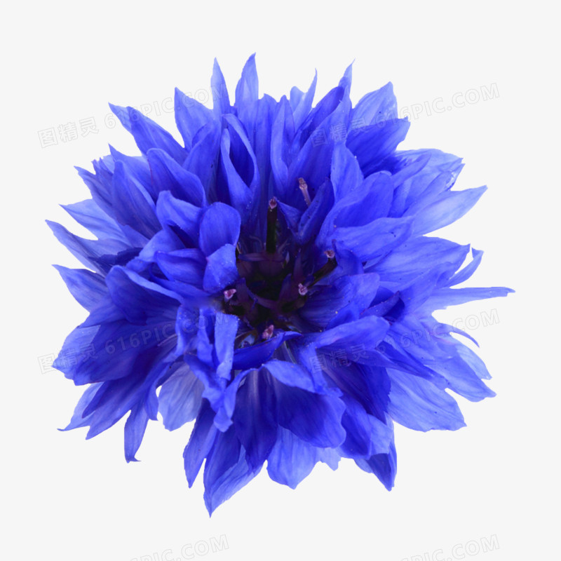 背景素材花束图片 蓝色花朵