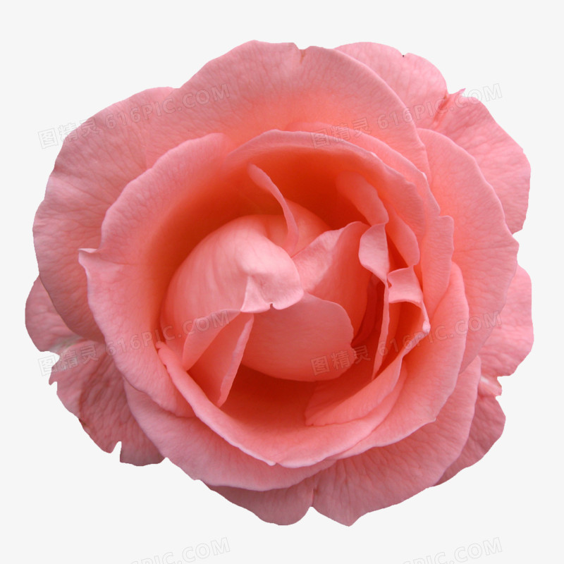创意花卉图片花卉图案素材 粉色花朵