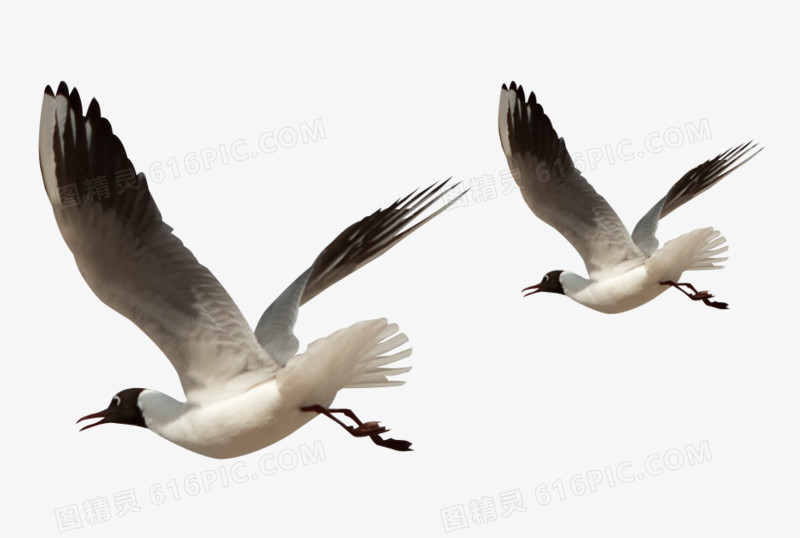 卡通虫鸟素材手绘虫鸟元素 飞翔的鸟