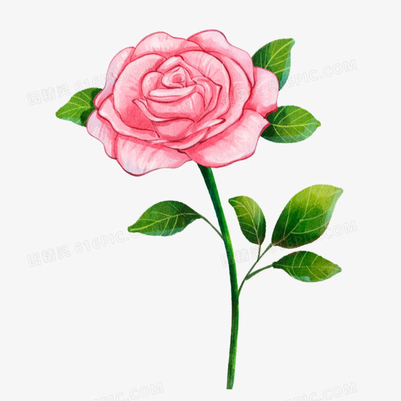 手绘水彩一朵玫瑰花免抠元素