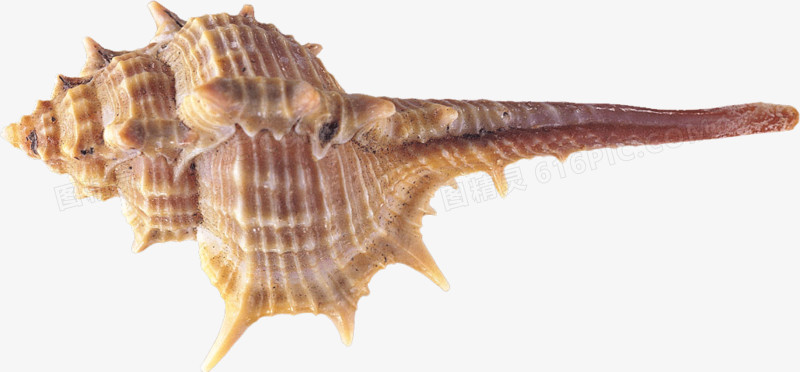 长刺的海螺