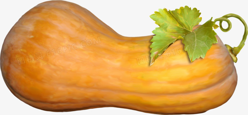 蔬菜图片素材素描大南瓜
