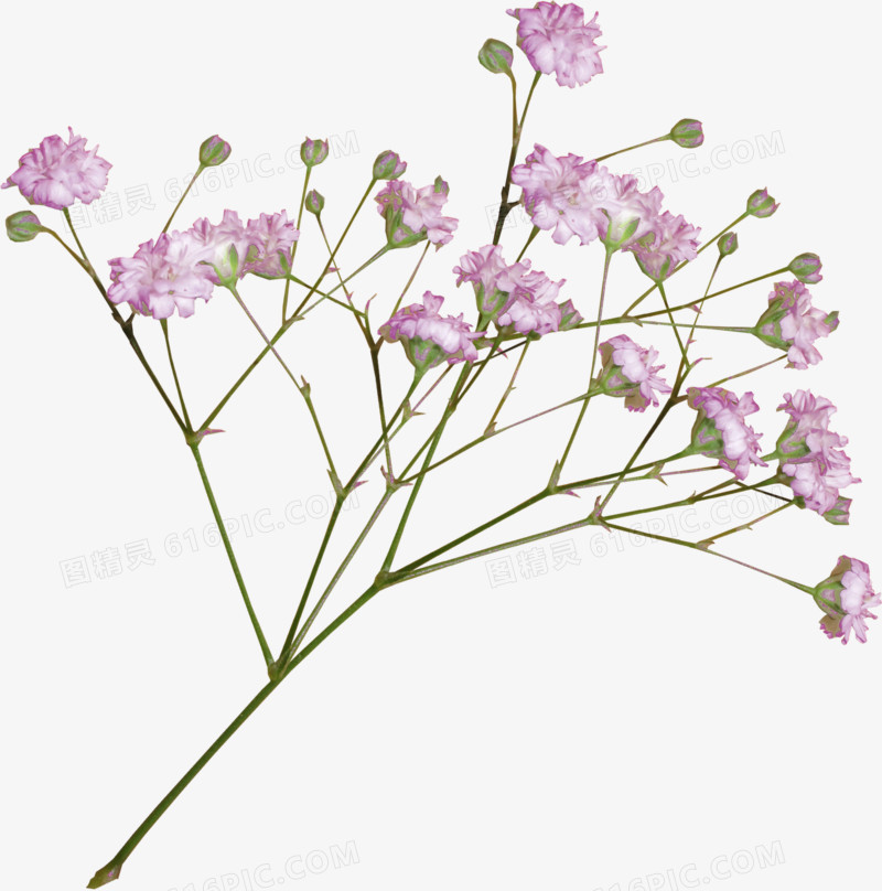 抽象鲜花图片素材抽象花朵图片 紫色唯美花枝