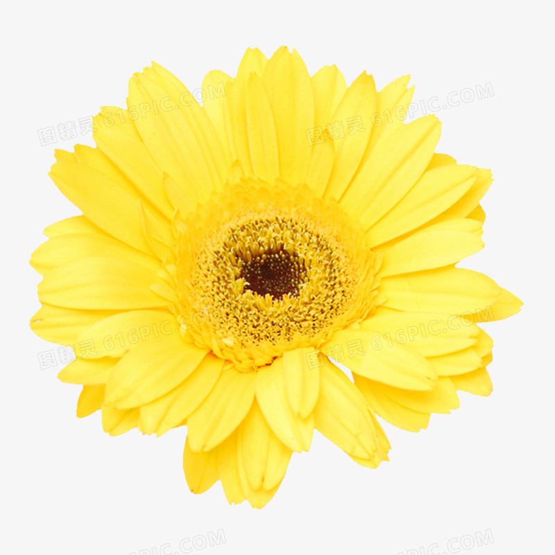 抽象花朵图片植物花卉素材 黄色小花