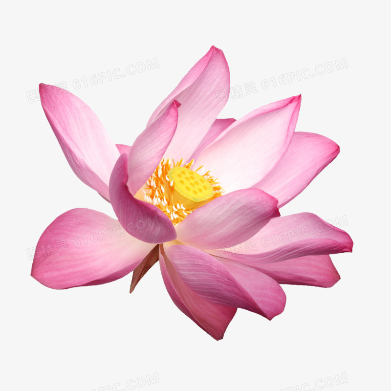 鲜花海报背景花卉图案 粉色唯美荷花
