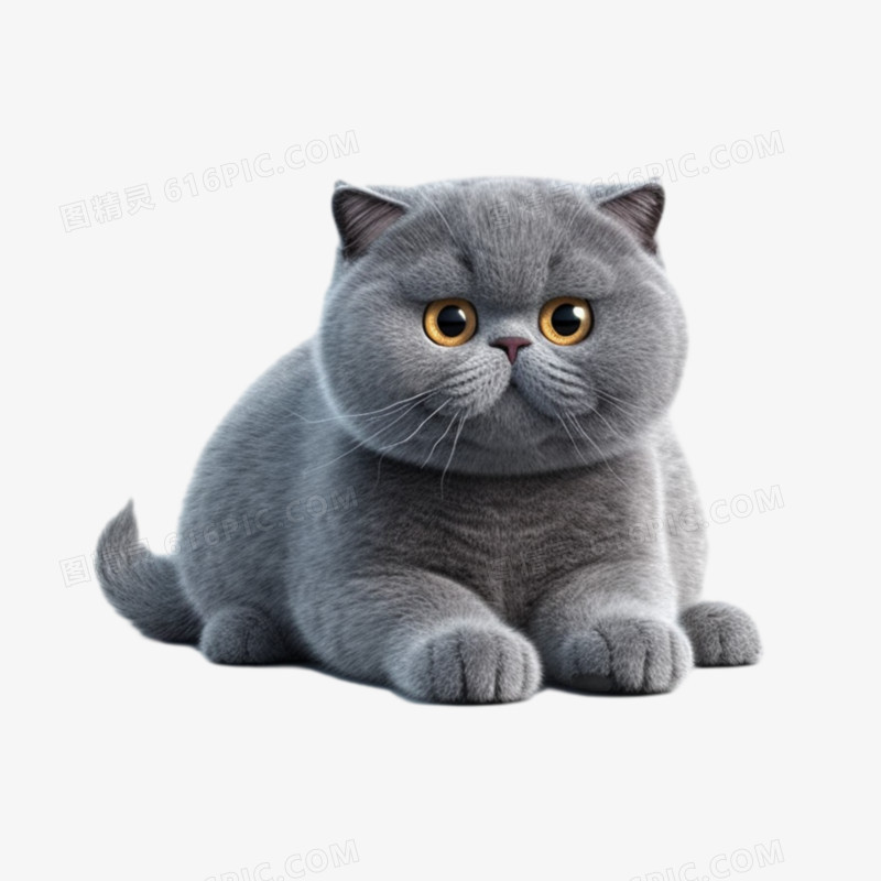宠物趴着的英短猫蓝猫动物元素
