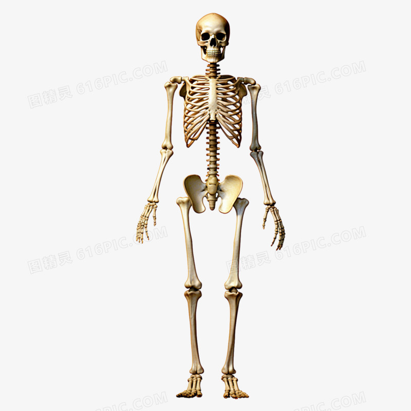 人体骨骼医学教具骨架元素