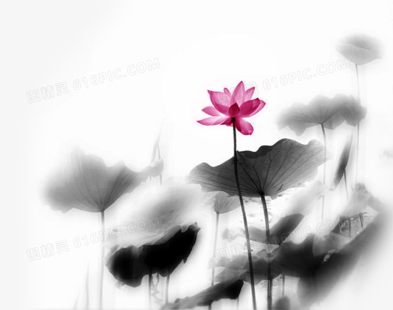 荷花