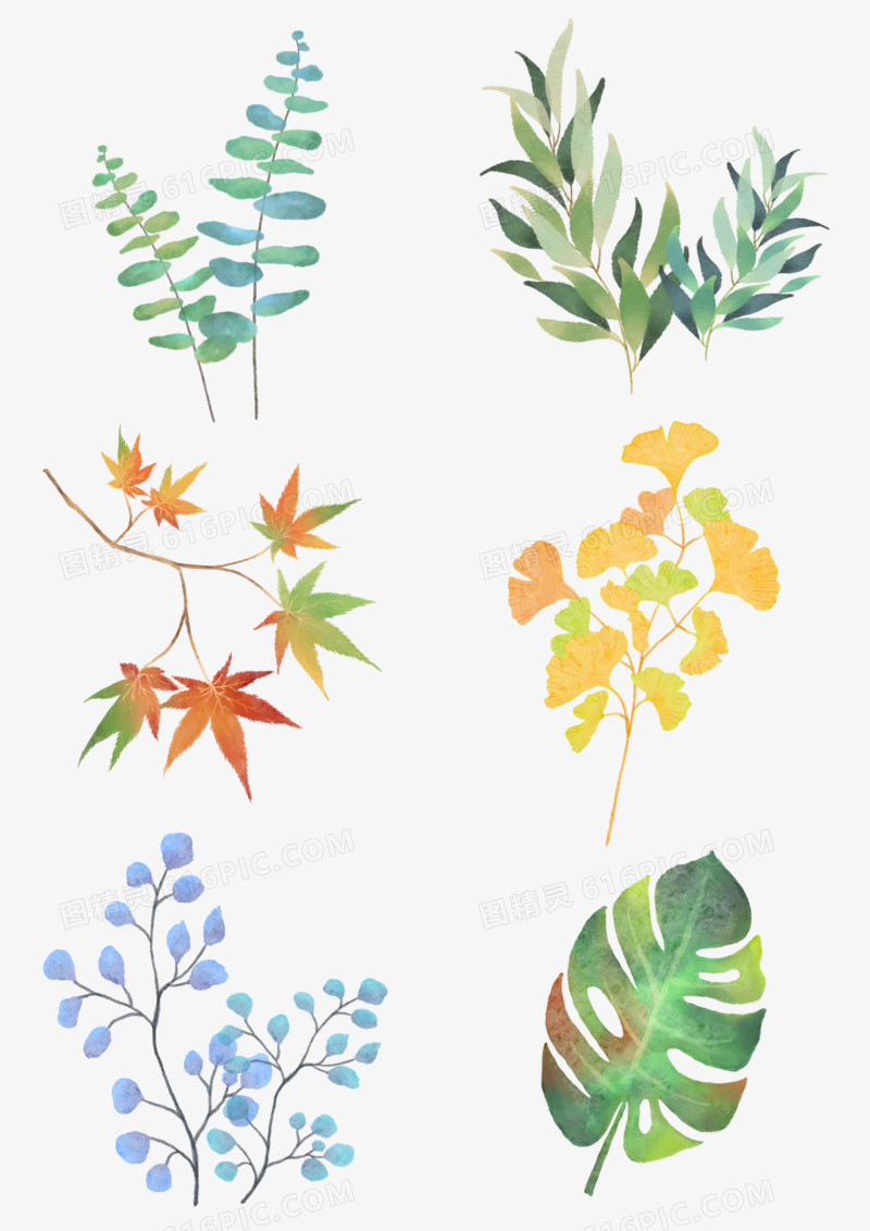 一组水彩植物叶子插画合集元素