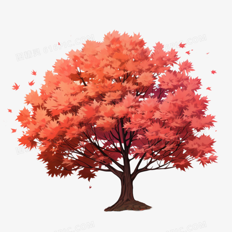 秋天红枫树树木枫叶植物元素