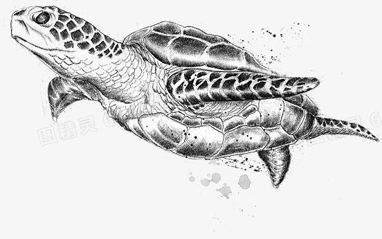 关键词:乌龟动物素描图精灵为您提供乌龟免费下载,本设计作品为乌龟