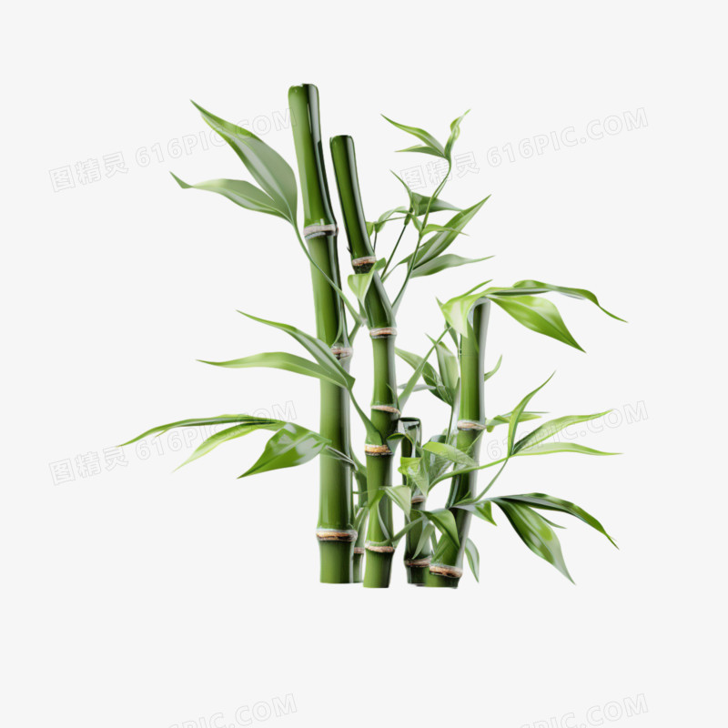 绿色竹子植物青竹竹叶元素