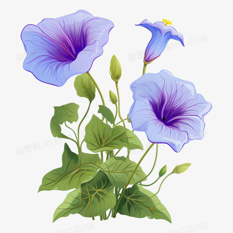 紫色平面牵牛花植物