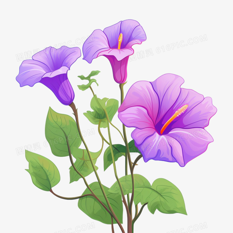 紫色平面牵牛花植物