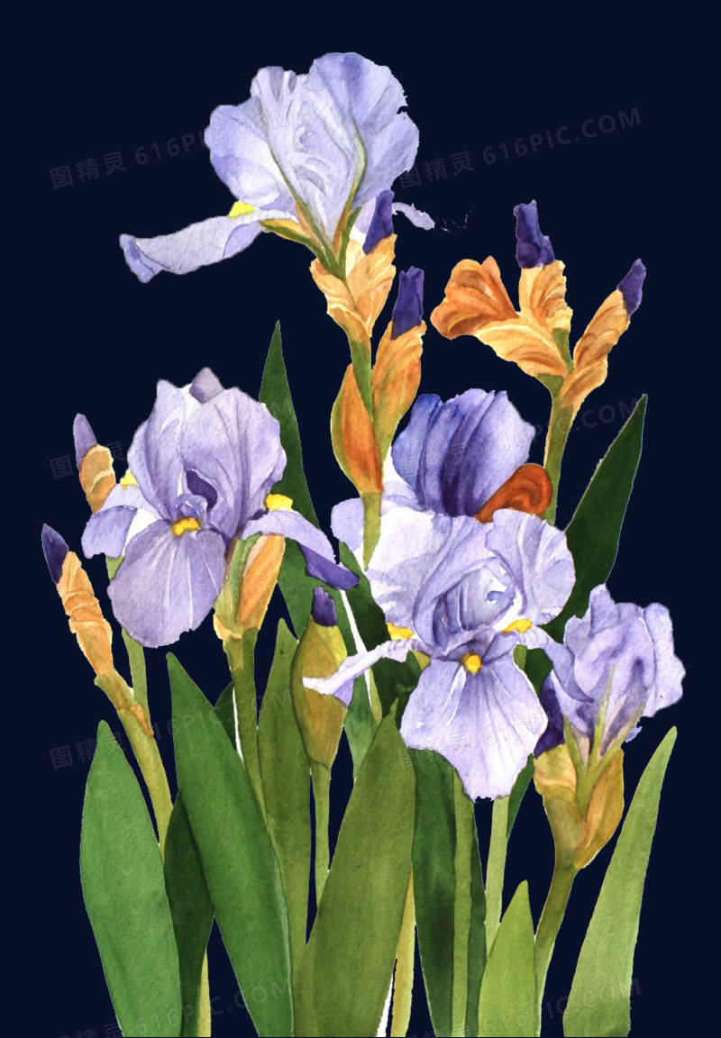 鸢尾花花丛