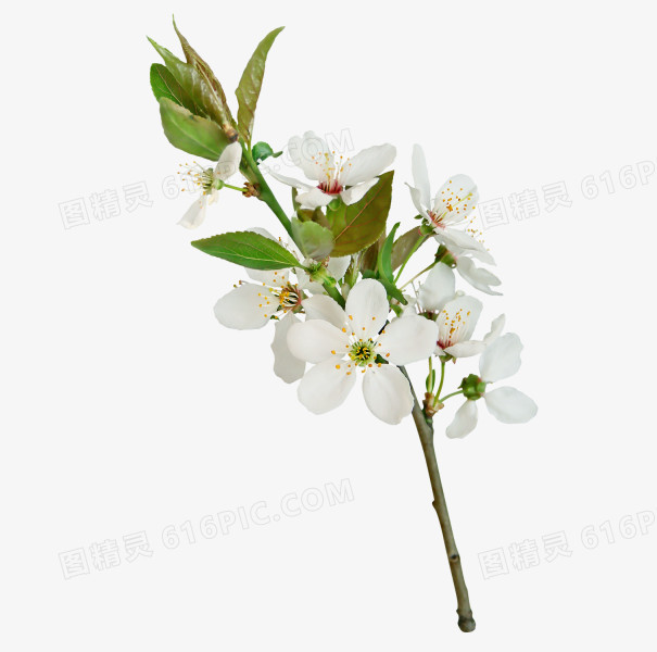 关键词:梨花树叶树干植物图精灵为您提供一枝梨花免费下载,本设计作品