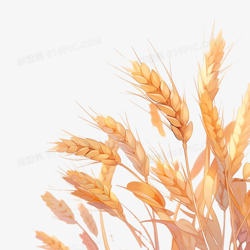 手绘风格小麦穗免抠素材