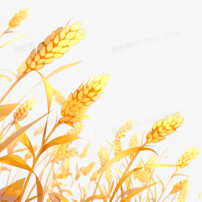 手绘风格小麦穗免抠素材