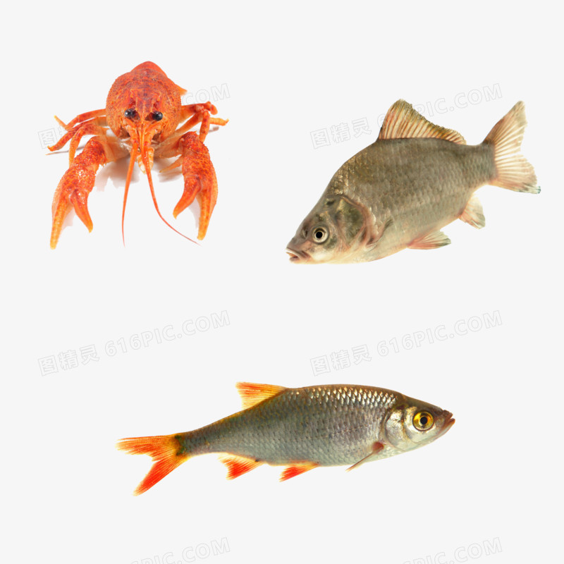 鱼虾类动物