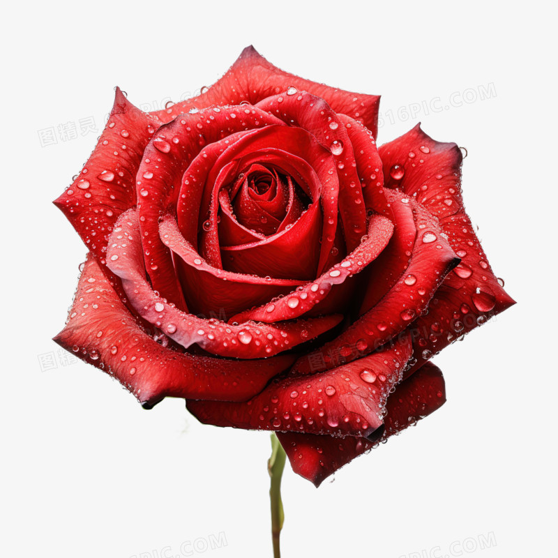 高清写实红色玫瑰免抠元素