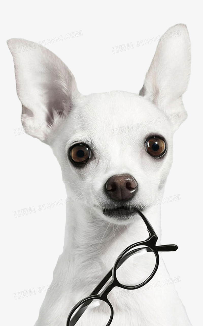关键词:纯白色吉娃娃宠物狗时尚眼镜框摄影艺术图精灵为您提供叼着