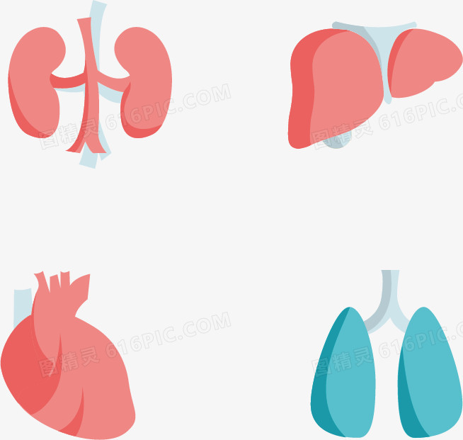 矢量扁平人体内脏器官