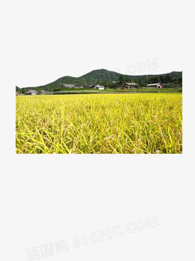稻田农屋