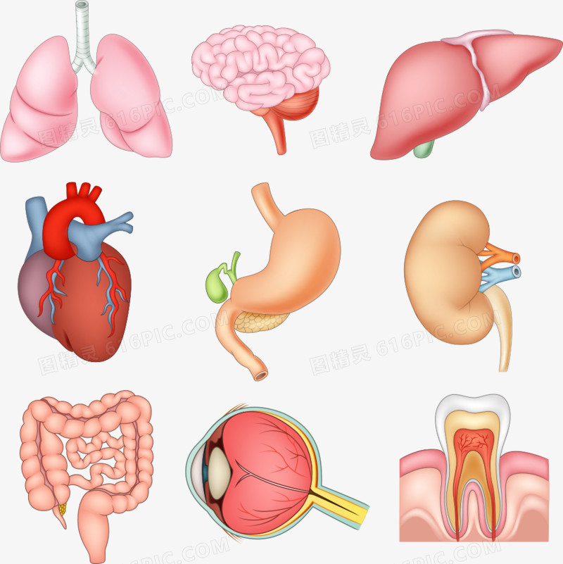 矢量卡通内脏
