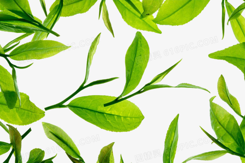 绿茶叶高清素材