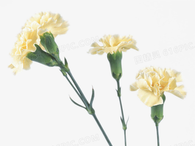 黄色康乃馨产品实物康乃馨花朵花开开花浪漫康乃馨唯美