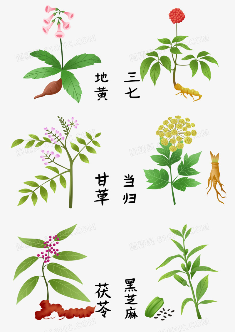 一组手绘中药药材插画套图合集元素