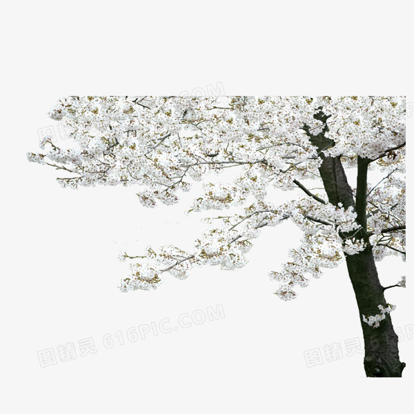 长满白色小花的树木