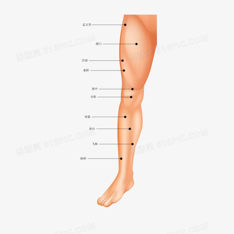 一组矢量人体穴位合集素材三