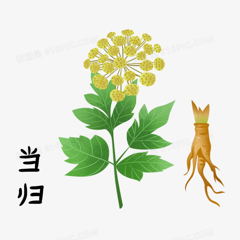 一组手绘中药药材插画套图合集元素四