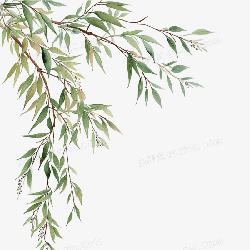 杨柳枝插画免抠元素