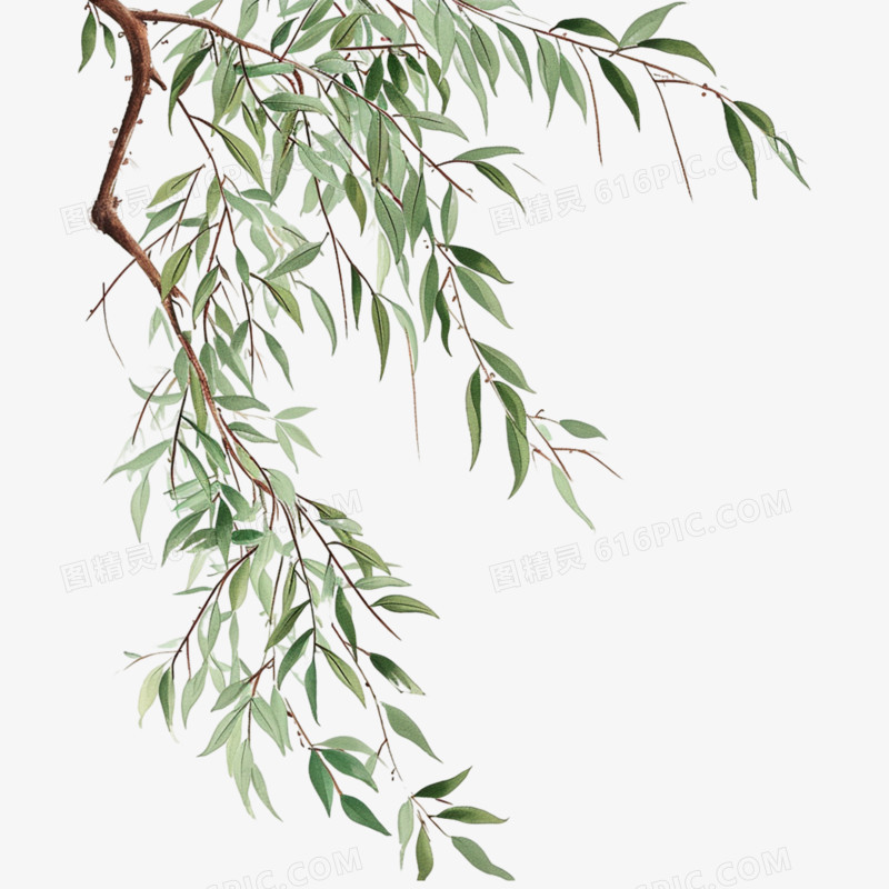 杨柳枝插画免抠元素