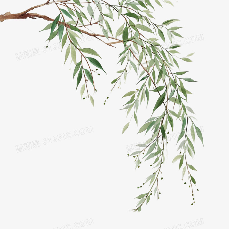 杨柳枝插画免抠元素